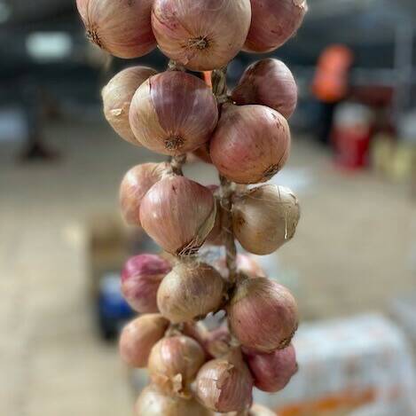 Roscoff/Breton Onions Rope / Nionod Sioni Winwns! Large (2.5kg)