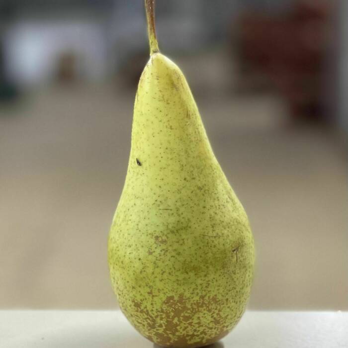 Conference Pear (each)