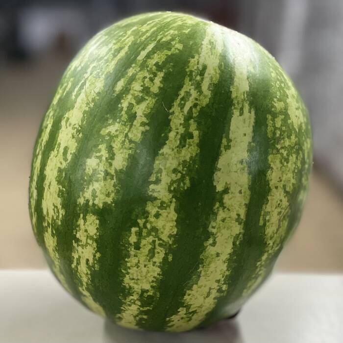 Watermelon (each)