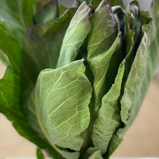 Spring Cabbage (each)