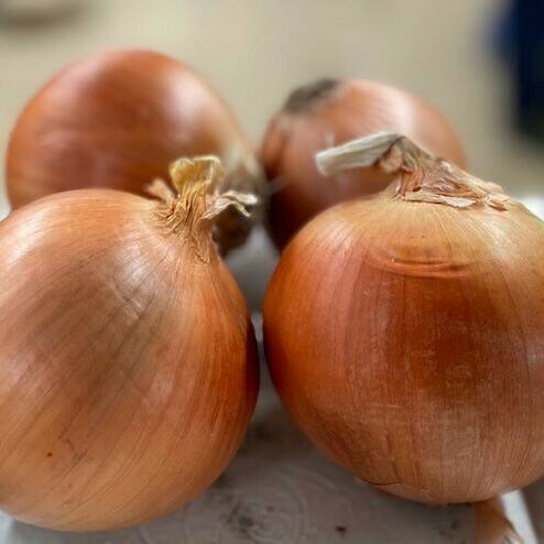 Large Spanish Onions