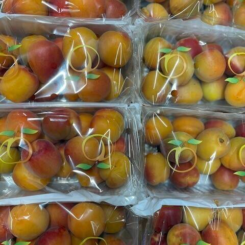 Apricots (500g)