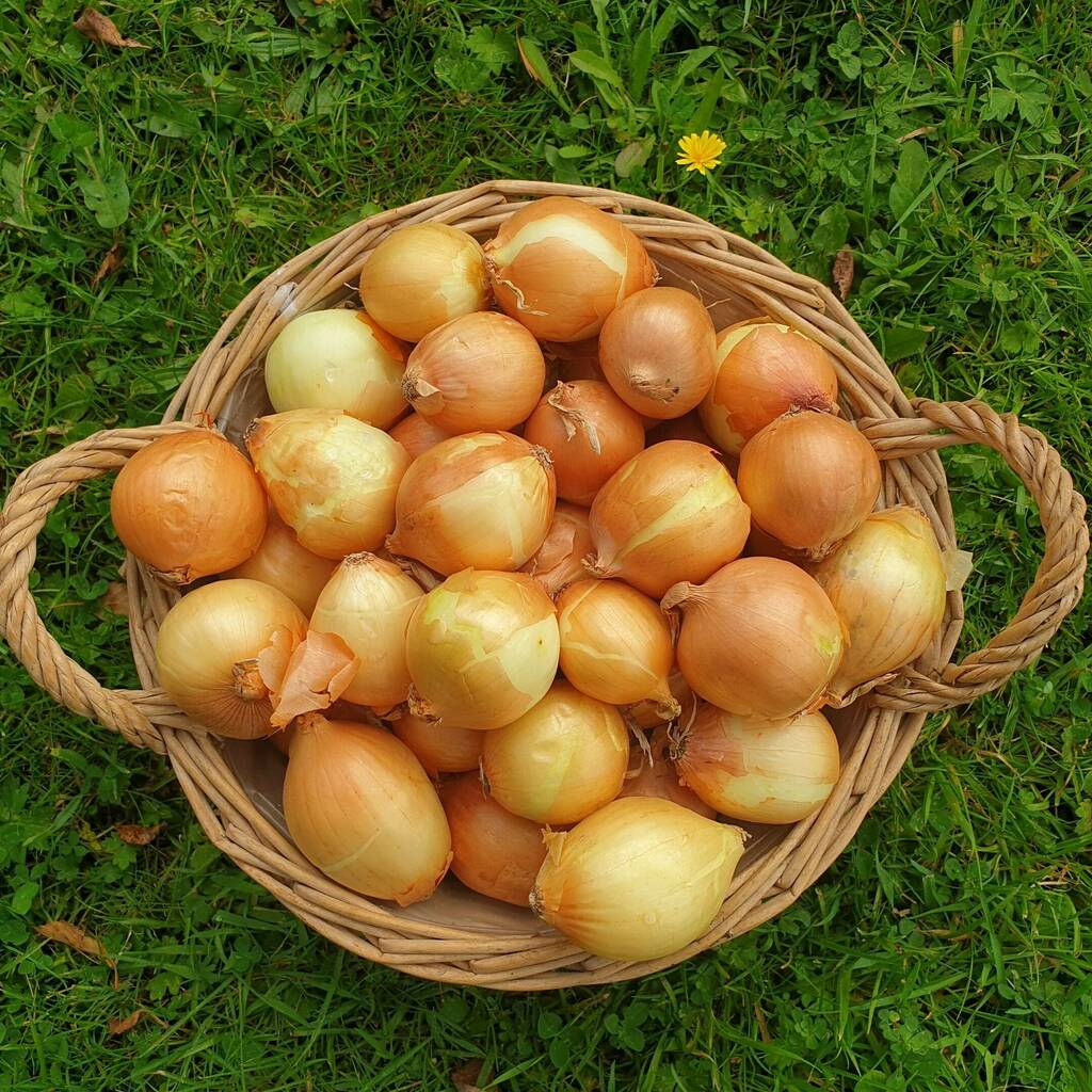 Pickling Onions (1KG)