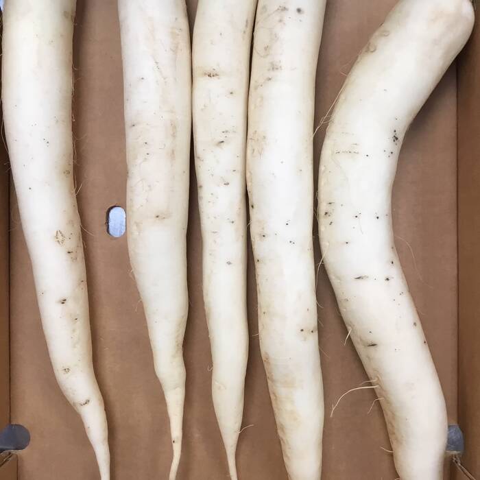 White Daikon (Mouli) Radish