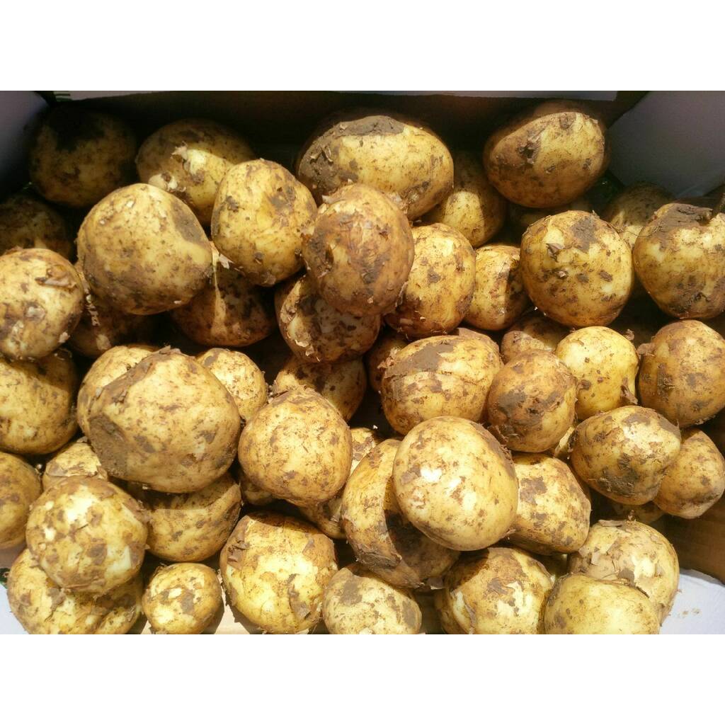 Anglesey New Potatoes - 1kg