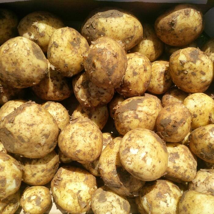 Anglesey New Potatoes - 1kg