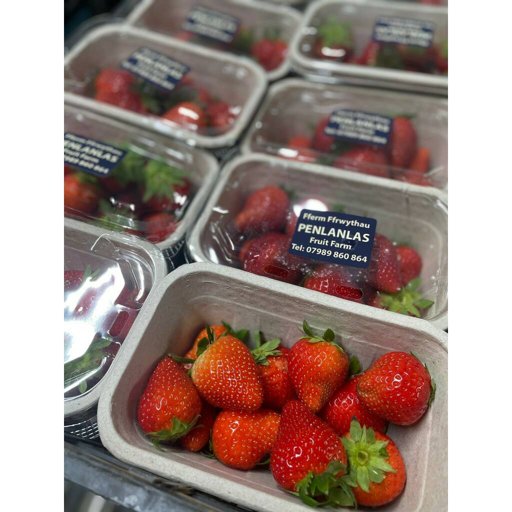 Local Penlanlas Strawberries